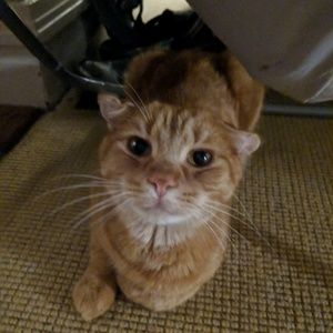 Meet your Posher, Amelia